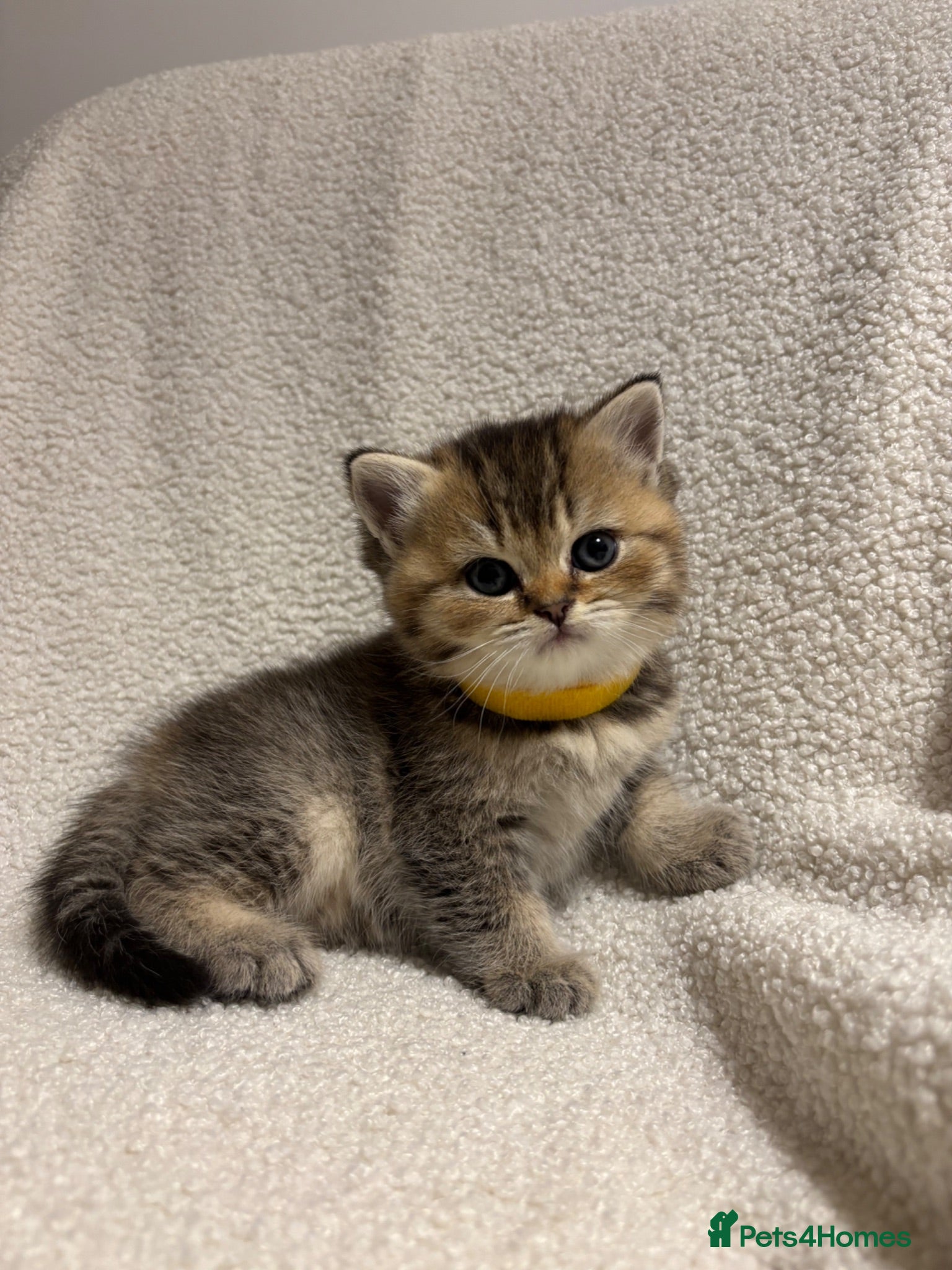 British Shorthair cats 🏆😍 Irresistible Golden Chinchilla’s Mini BSH🏆😍 - Advert 9
