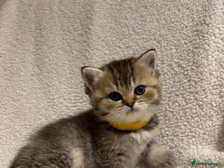 British Shorthair cats 🏆😍 Irresistible Golden Chinchilla’s Mini BSH🏆😍 - Advert 9