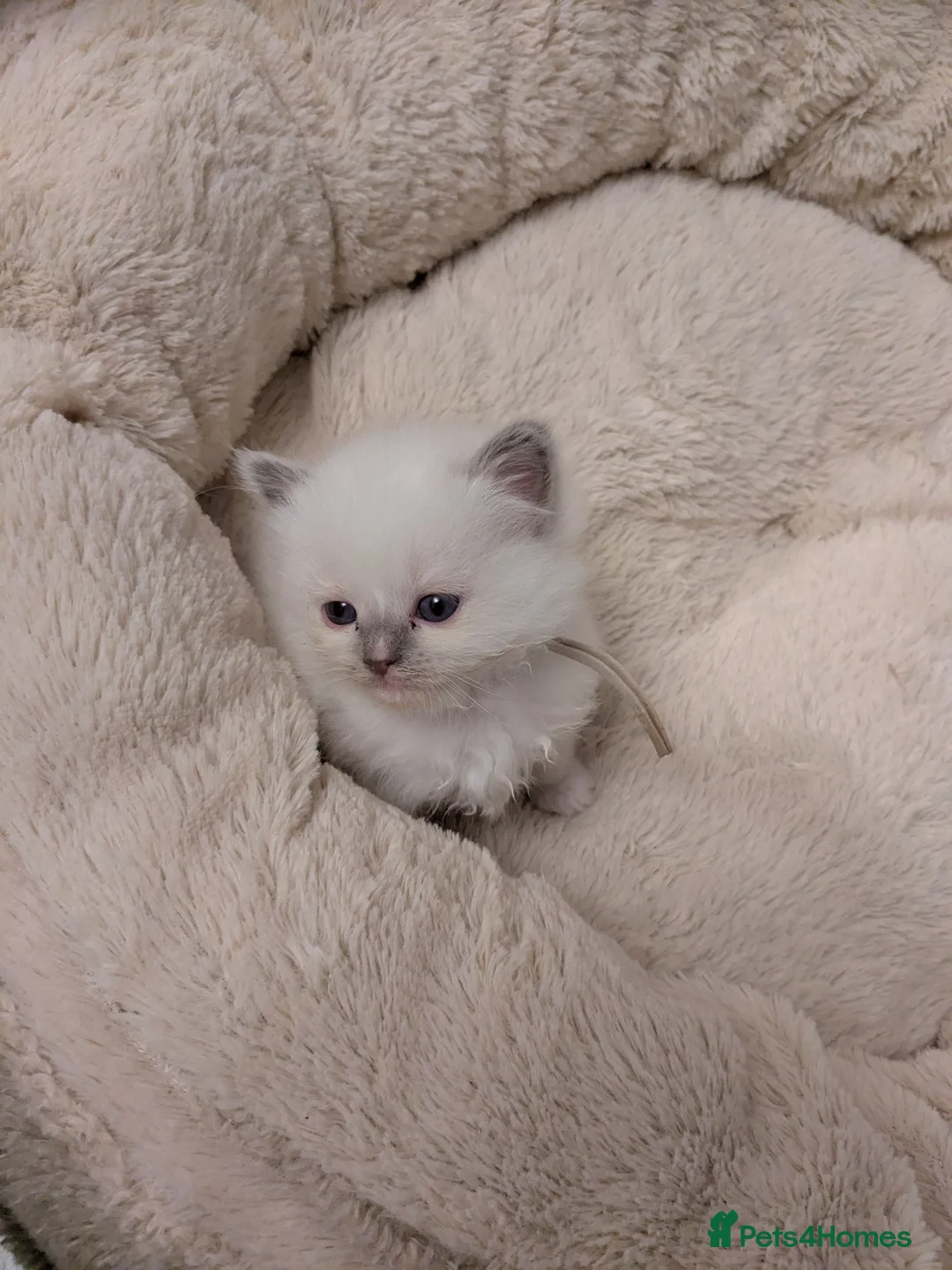 Ragdoll cats for sale: GCCF Ragdoll Kitten. - Advert 4