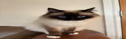 Ragdoll cats for sale: Ragdoll x kittens  - Advert 2