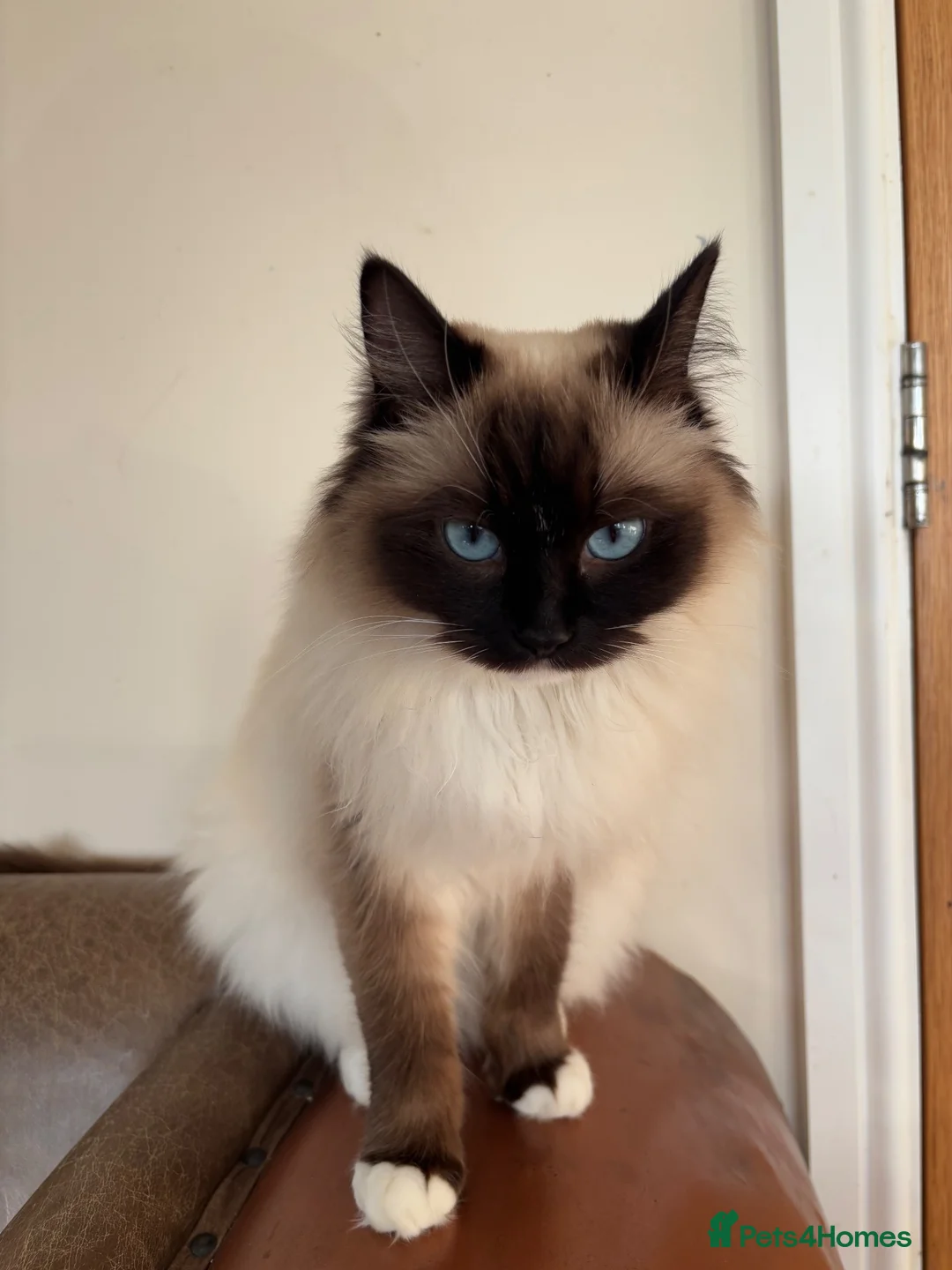 Ragdoll cats for sale: Ragdoll x kittens  - Advert 2