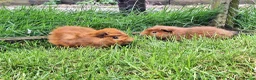 Guinea Pig rodents for sale: Two male guinea pigs, long haired - Advert 5