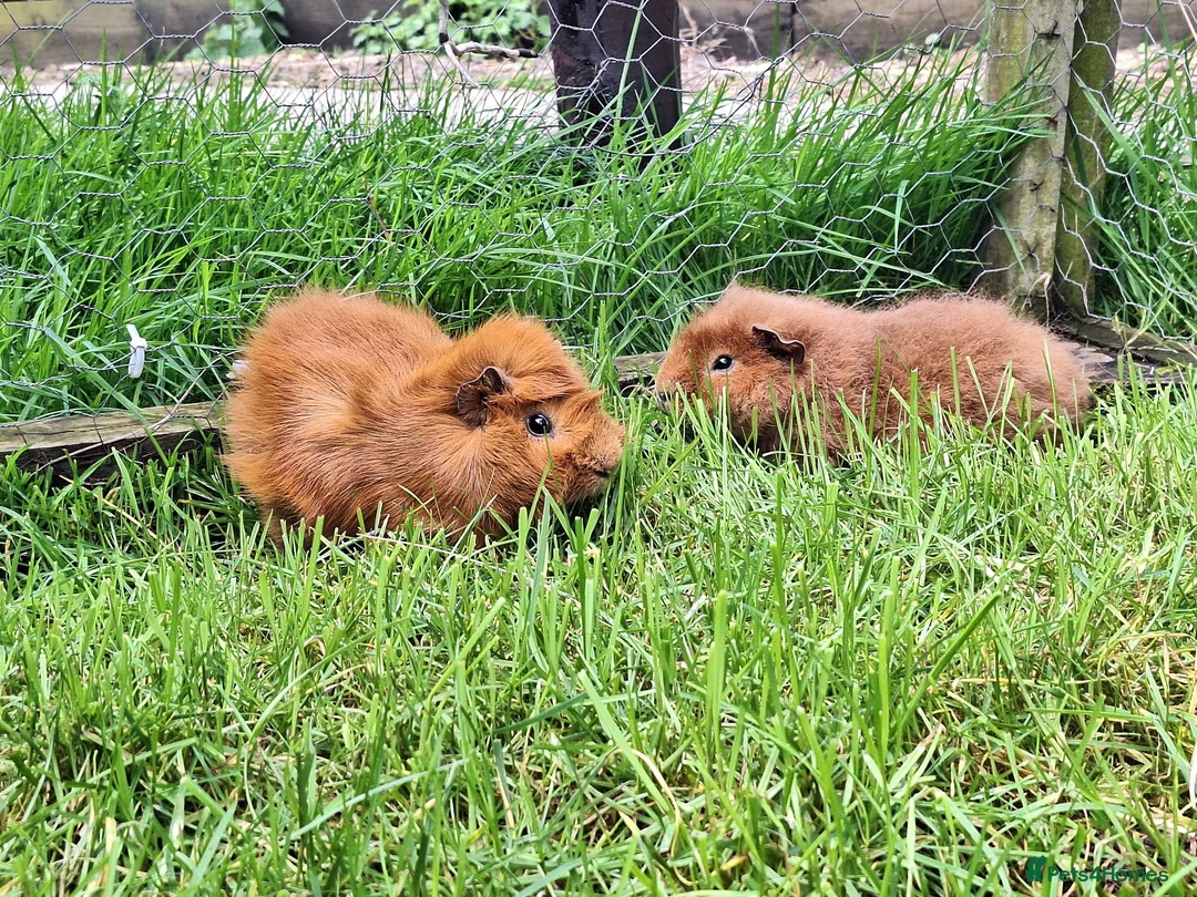 Guinea Pig rodents for sale: Two male guinea pigs, long haired - Advert 5