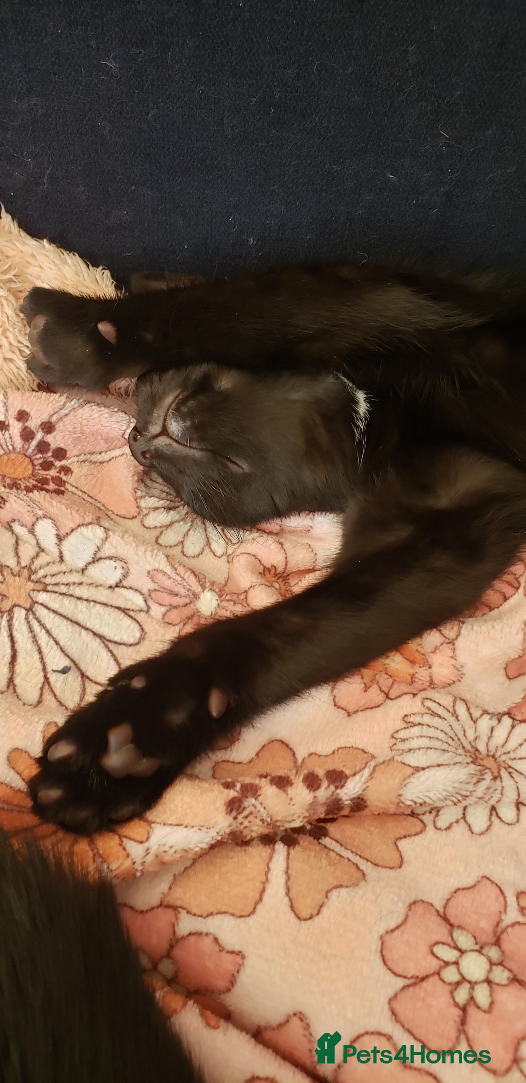 Domestic Shorthair cats for sale:  Bob, The Kitten - Image 10
