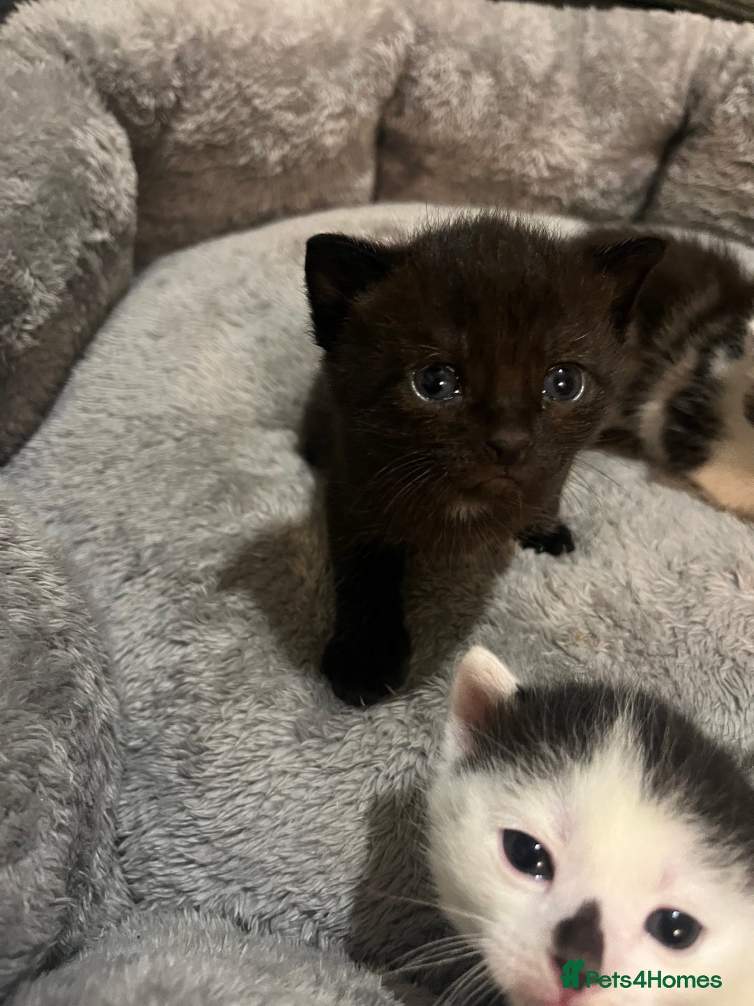 Mixed Breed cats for sale: 4 kitty’s searching for their 4ever home  - Advert 4