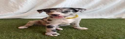Whippet dogs for sale: Beautiful working whippets  - Advert 12