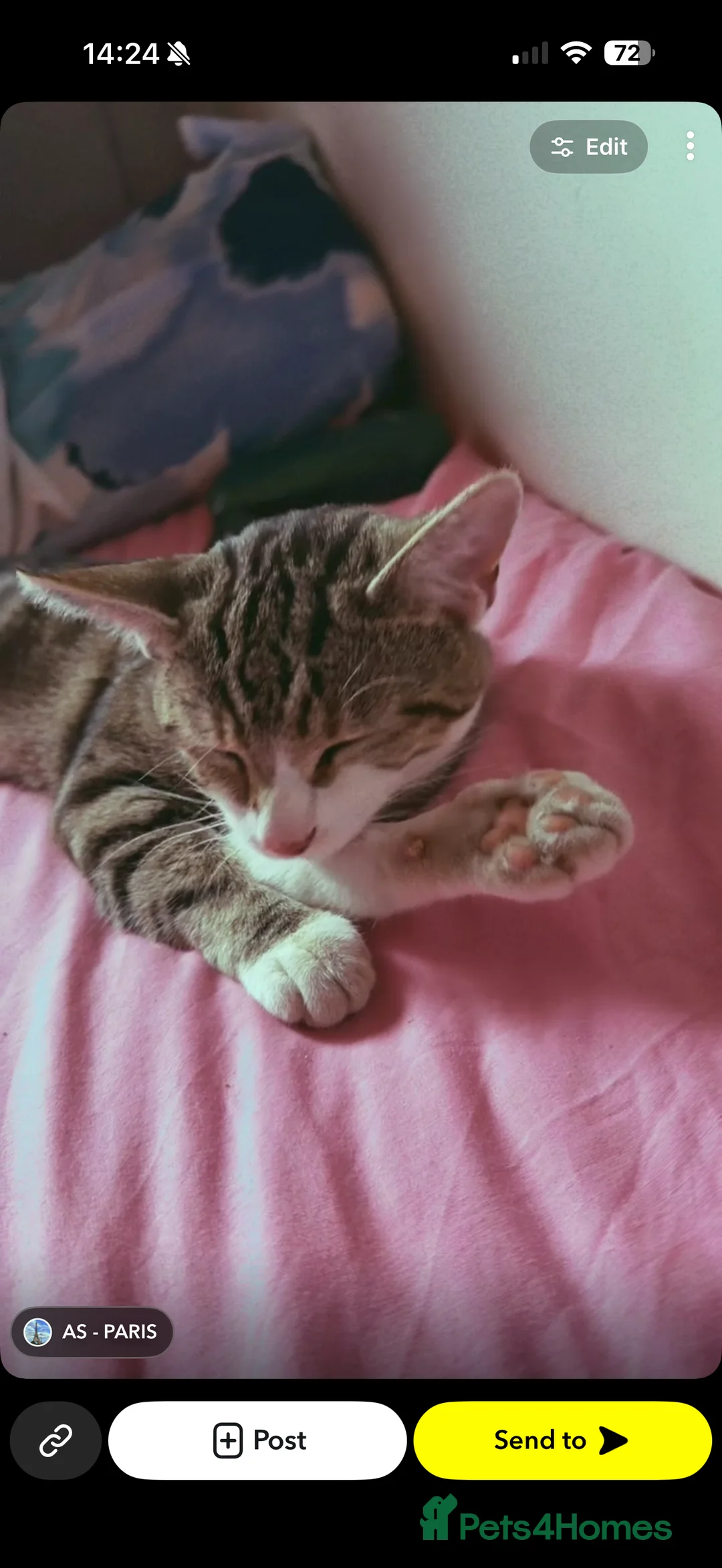British Shorthair cats for sale: British shorthair cat  in Huddersfield - Advert 3