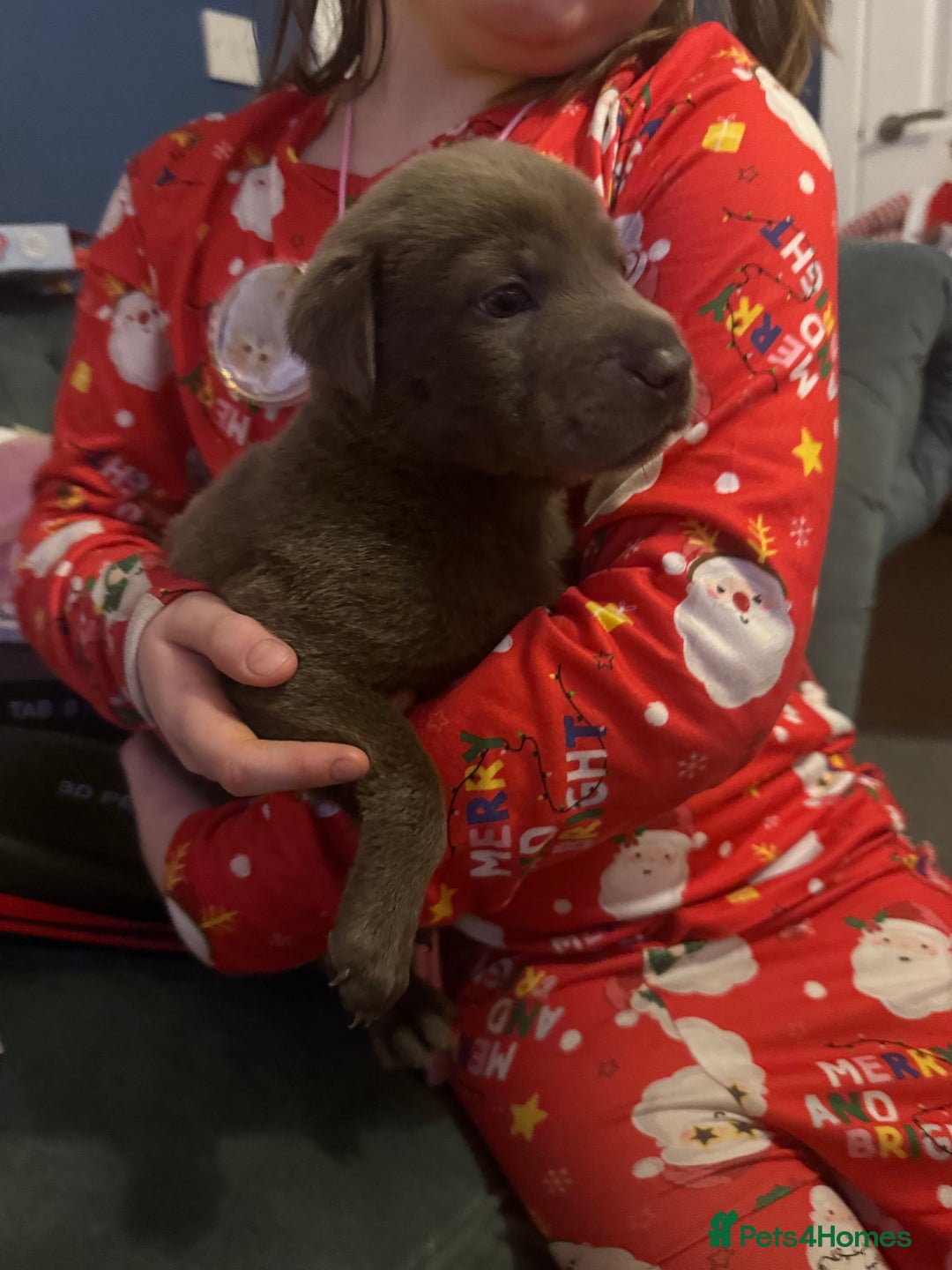 Mixed Breed dogs for sale: Ready 12 Jan Sharpei x Rhodesian ridgeback Hybrid - Advert 39