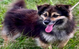 Keeshond dogs for adoption: Mikey’s Story: From Chains to Freedom - Image 7