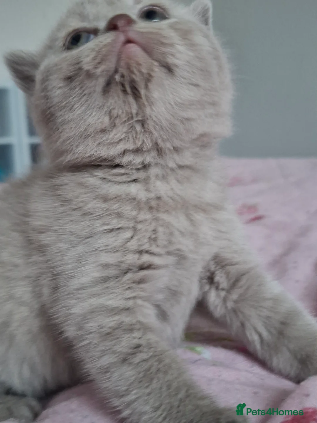 British Shorthair cats for sale: Only 1 blue boy & 1 blue girl available to reserve - Advert 27