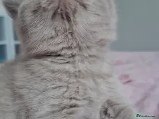 British Shorthair cats GCCF registered BSH 3 fawn 3 blue kittens - Advert 2
