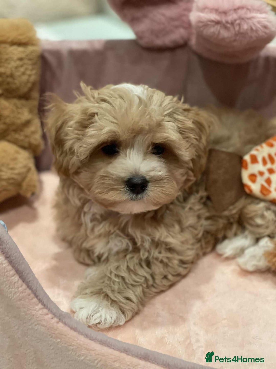 Maltipoo dogs for sale: Maltipoo girl puppy for sale  - Advert 8