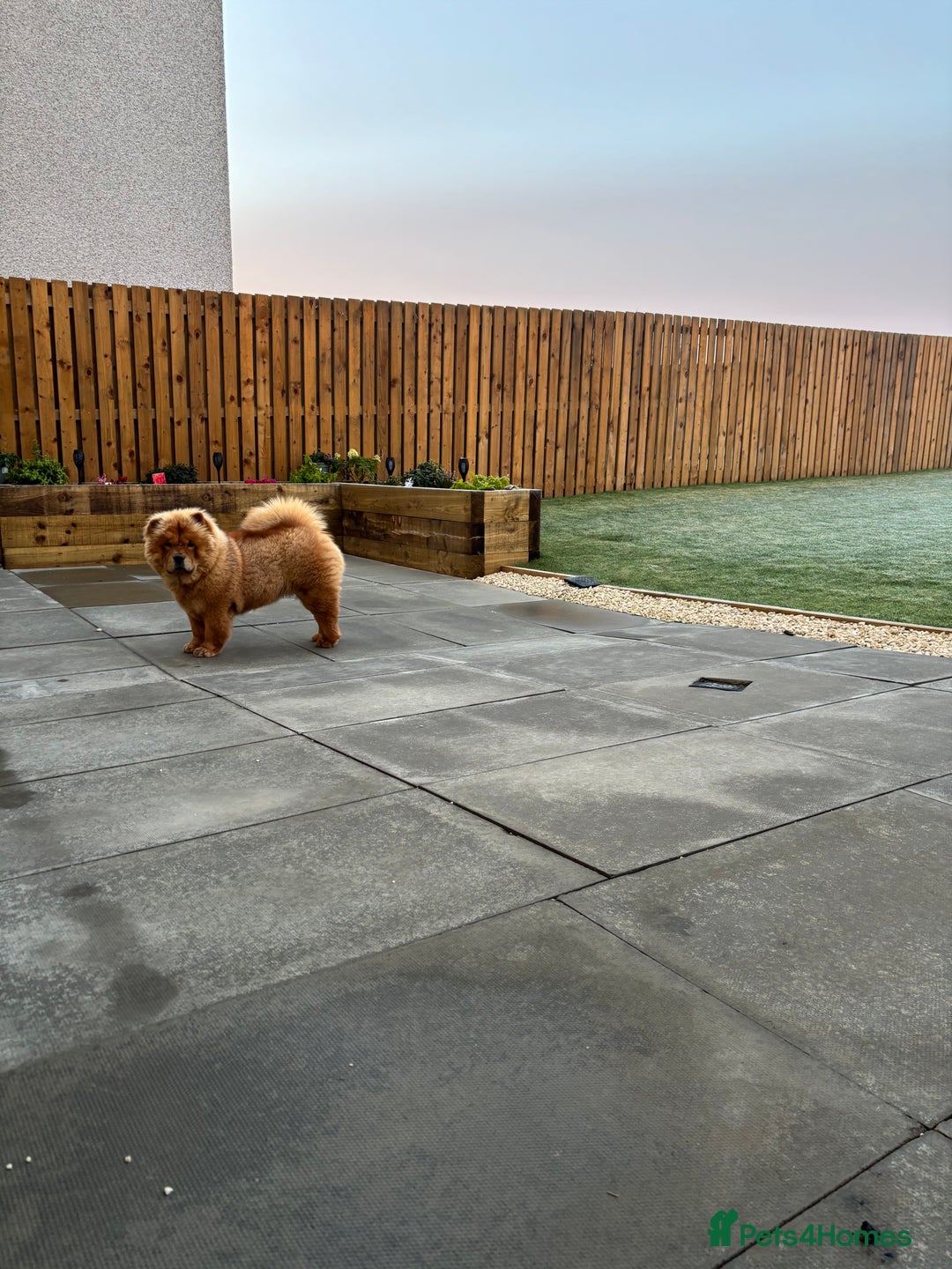 Chow Chow dogs for sale: Chow Chow  - Advert 5