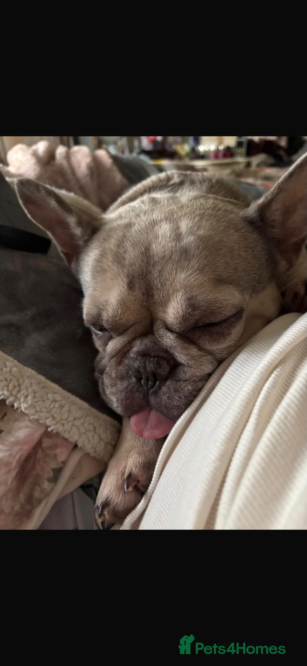 French Bulldog dogs for sale: french bulldog in Norwich - Advert 2