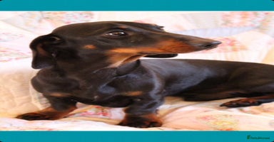 Miniature Dachshund dogs - Advert 15