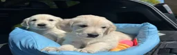 Golden Retriever dogs for sale: Golden retriever puppies in Rainham - Advert 8