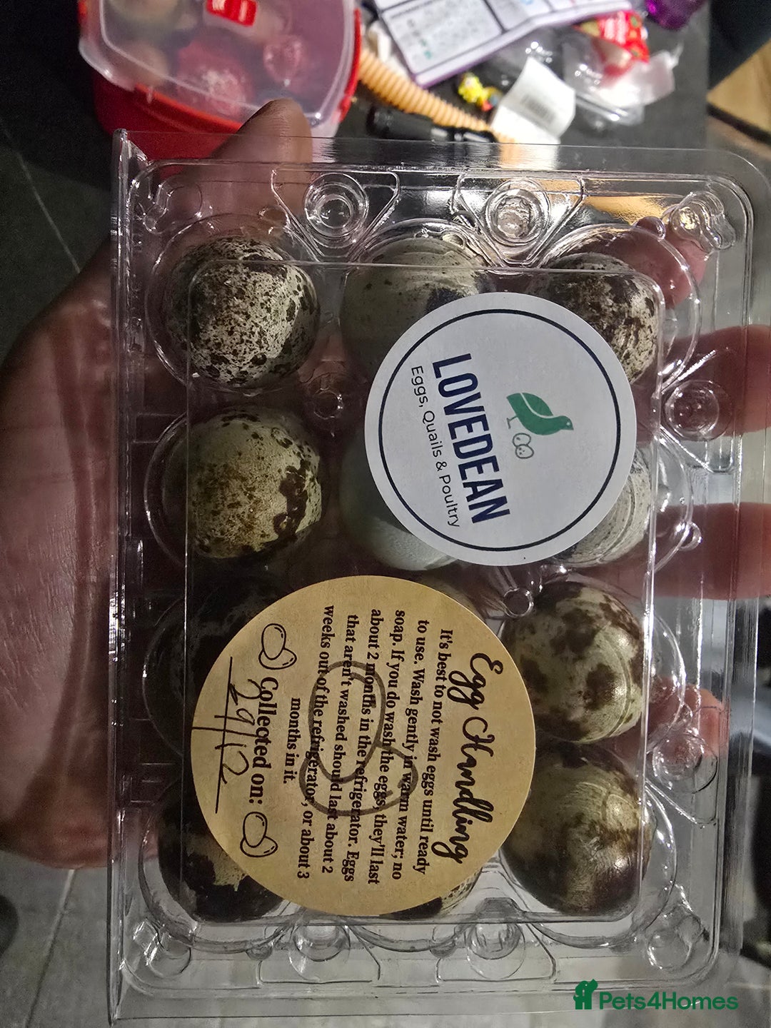 Quail poultry for sale: Quails, Poultry & hatching eggs - Advert 2