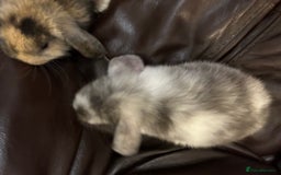 Mini Lop rabbits for sale: Lovely baby minilops for sale  - Image 15