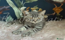 British Shorthair cats for sale: LAST British shorthair kitten GCCF registered - Image 3