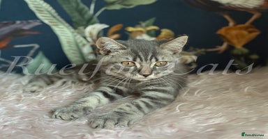 British Shorthair cats - Advert 5