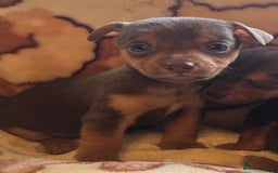 Jack Russell dogs for sale: Much Wenlock stunning miniature puppy  - Advert 1