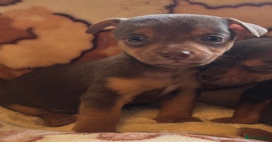 Jack Russell dogs Much Wenlock stunning miniature puppy  - Advert 6