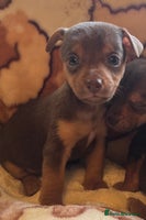 Jack Russell dogs Much Wenlock stunning miniature puppy - Advert 6