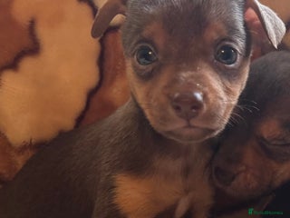 Jack Russell dogs for sale: Much Wenlock stunning miniature puppy - Advert 1