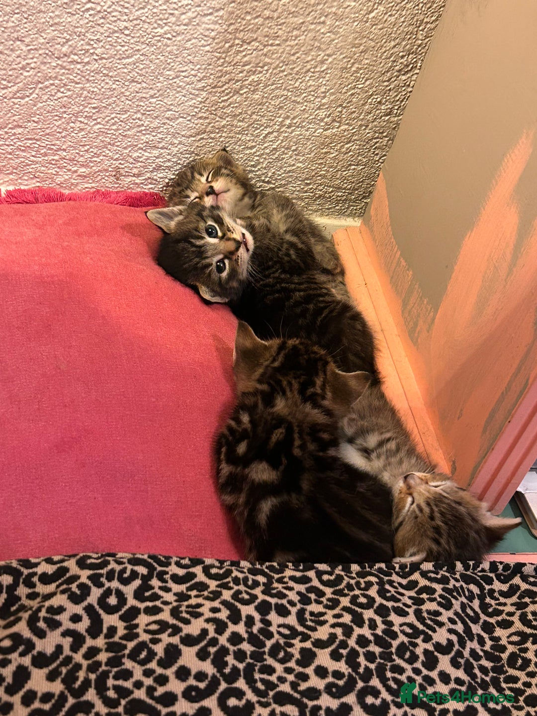 Mixed Breed cats for sale: Playful kittens for sale  - Image 8