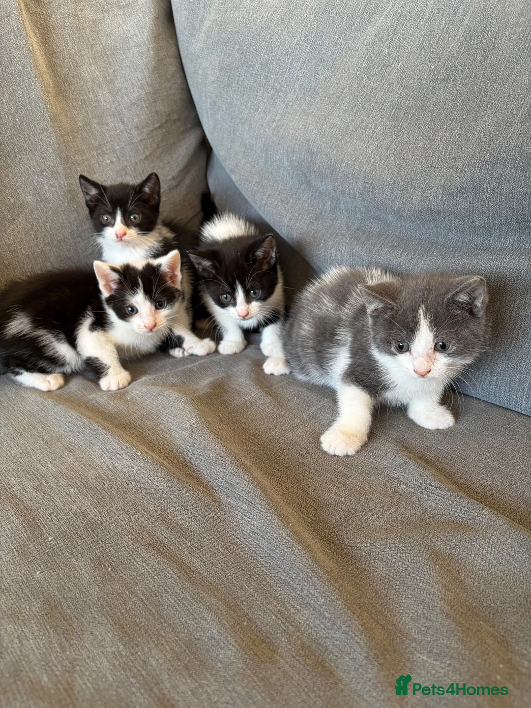 Mixed Breed cats for sale: Beautiful kittens - Advert 2