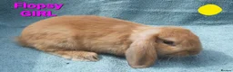 Mini Lop rabbits for sale: 5 Beautiful Baby Mini Lops - Advert 8