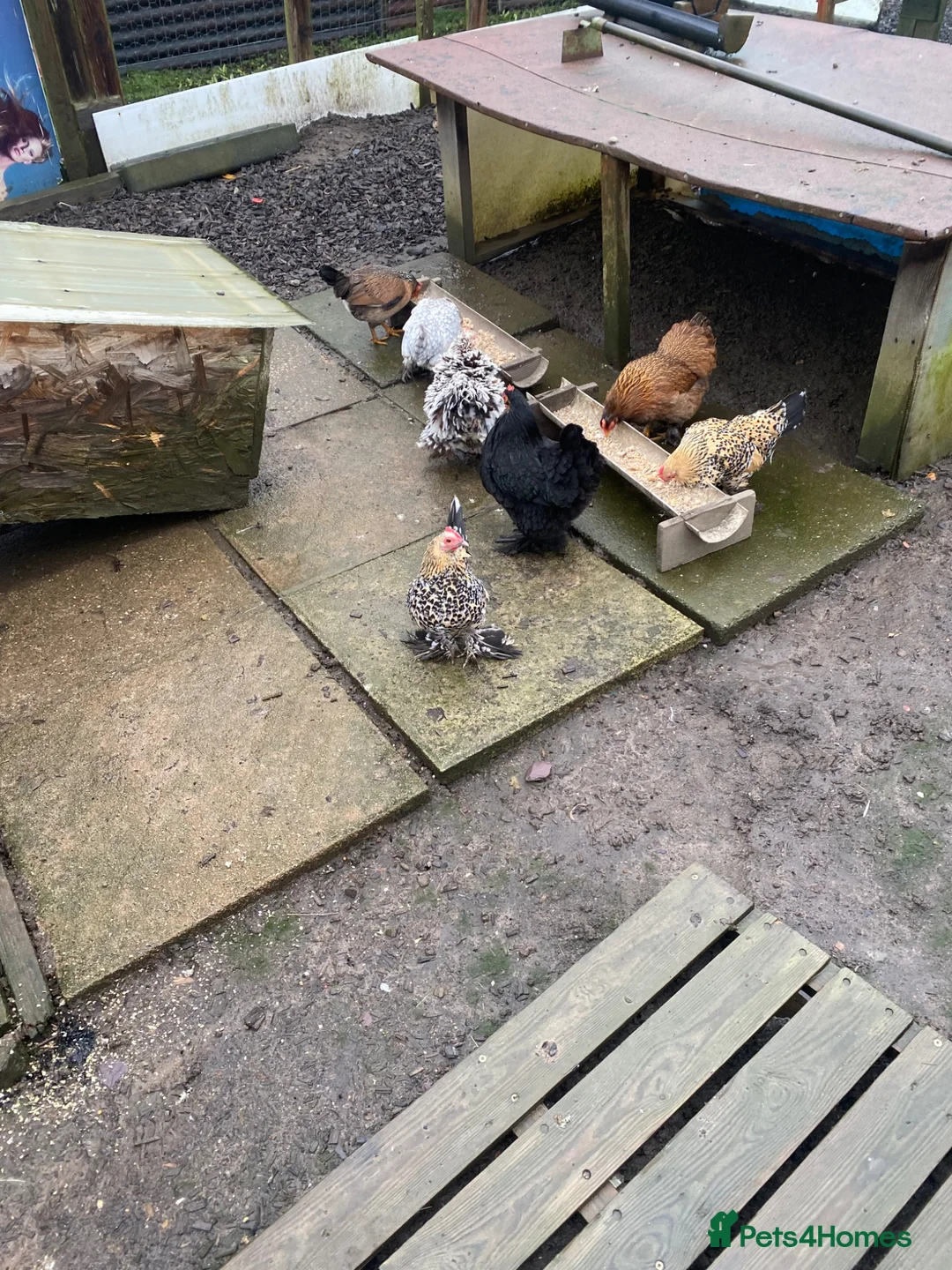 Chickens poultry for sale: Peking Bantam hens in Chesterfield - Advert 2