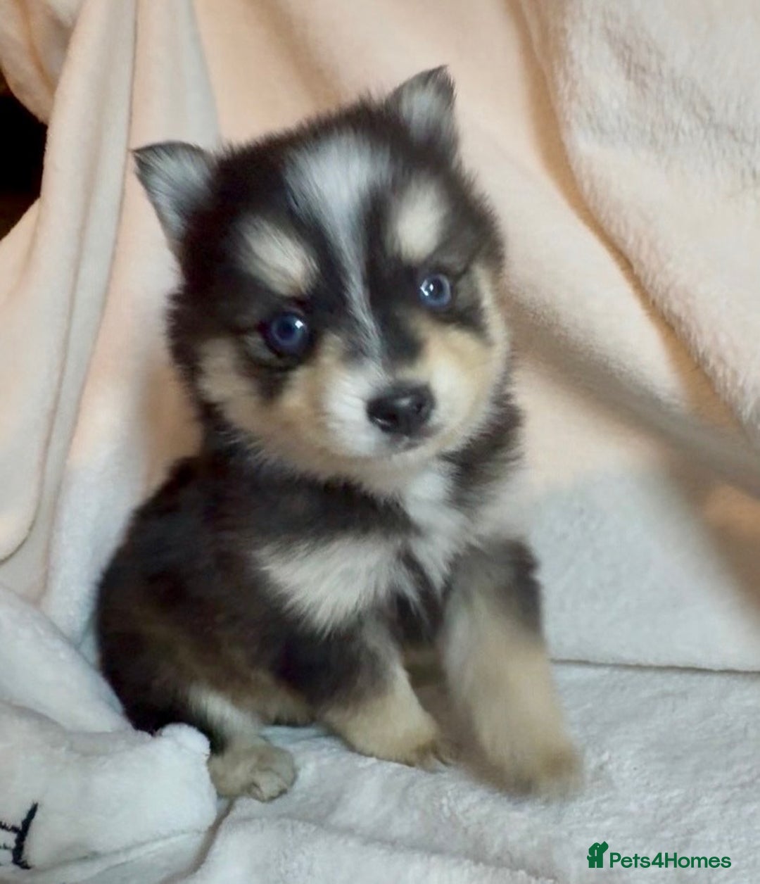 Pomsky dogs for sale: F3 pomsky puppies (Mini husky) - Advert 1