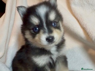 Pomsky dogs F3 pomsky puppies (Mini husky) - Advert 6