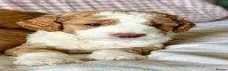 Australian Labradoodle dogs for sale: Health Tested Multigen Australian Double Doodles - Advert 8
