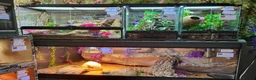 Spiders invertebrates for sale: Jumping Spiders - Advert 2