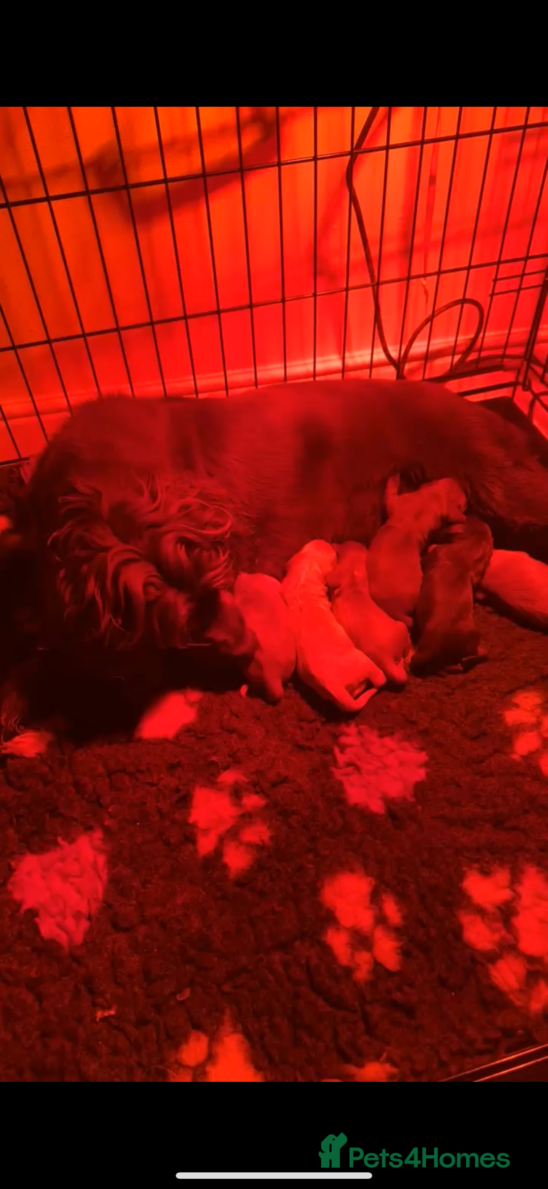 Cocker Spaniel dogs for sale: 3 beautiful cocker spaniel puppies left  - Advert 40