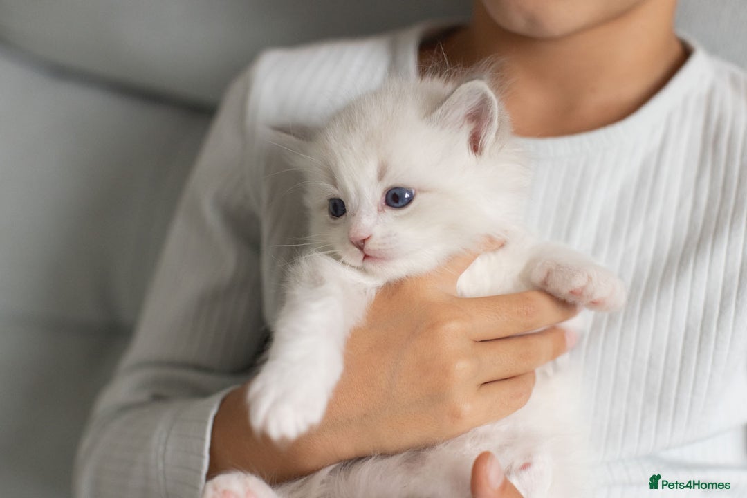 Ragdoll cats for sale: Best Ragdoll Bicolour and Lynx kittens in UK - Image 25