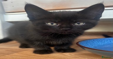 Maine Coon cats - Advert 16