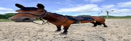 Connemara horses for sale: 4yo Connemara X ID - Advert 2
