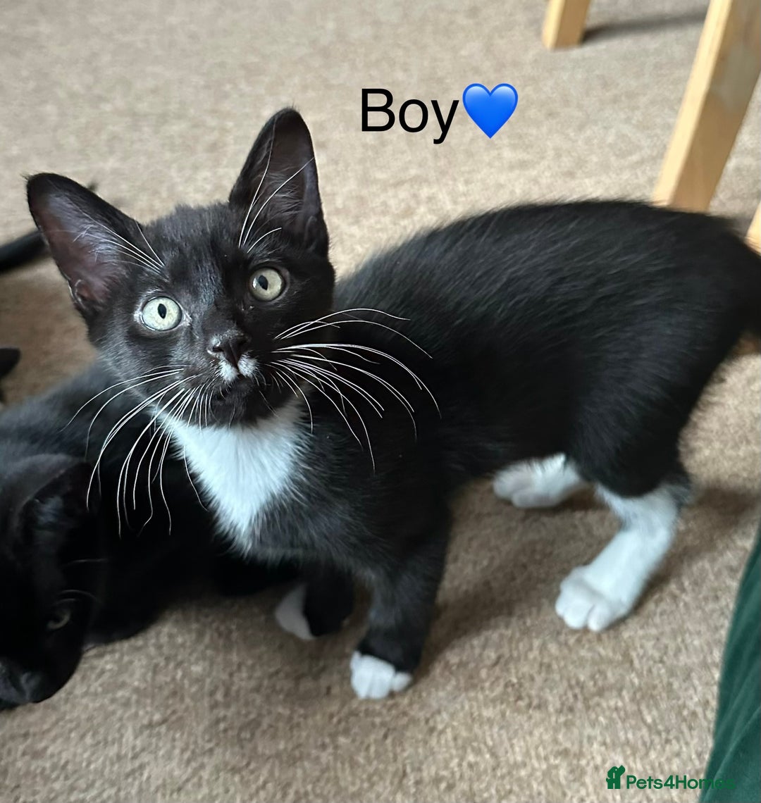 Bombay cats for sale: We have four cats for sale🐈‍⬛ - Image 5