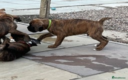 Boxer dogs for sale: Only 1 remaining! KC Boxer Puppies - Image 21