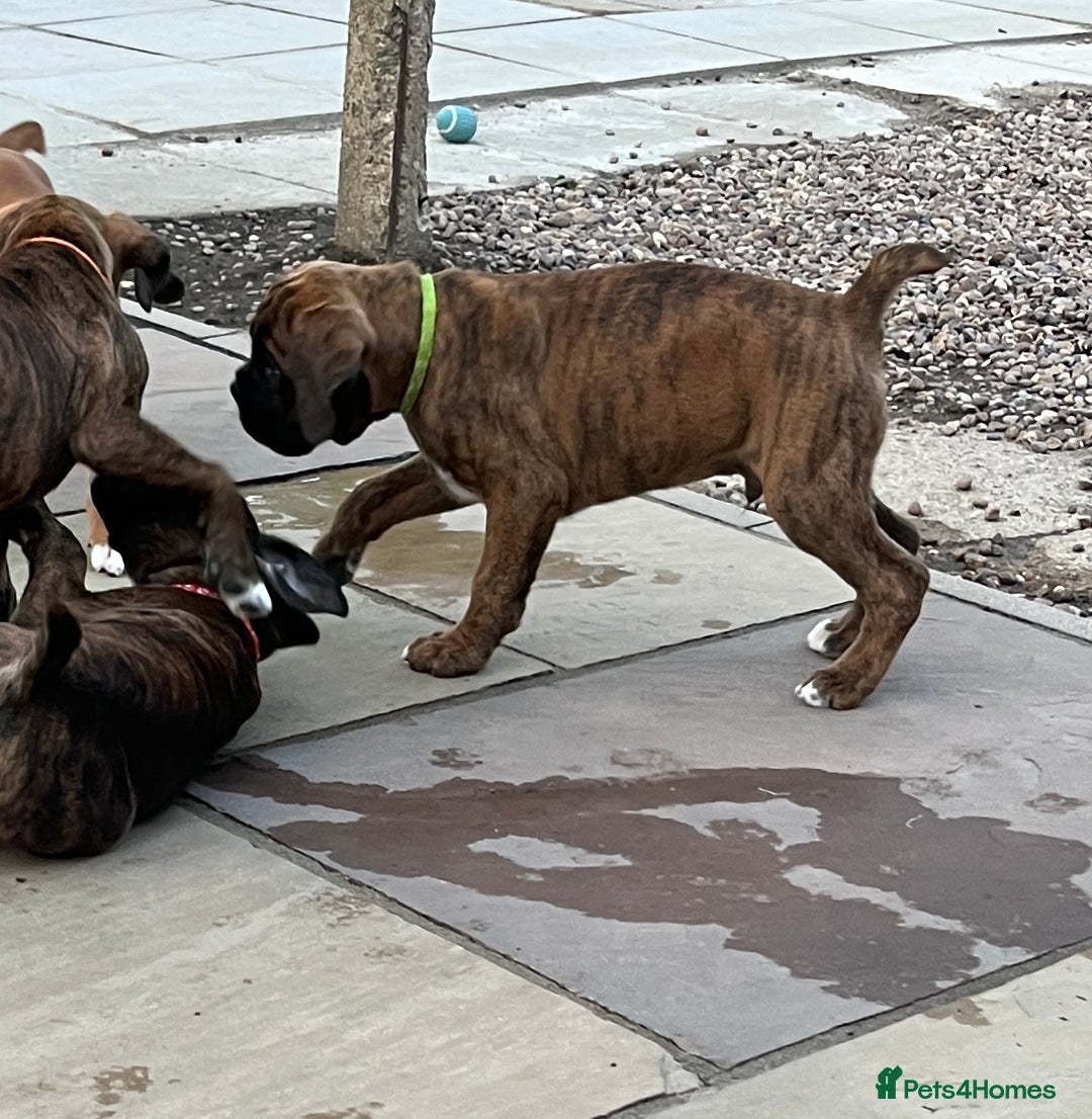 Boxer dogs for sale: Only 1 remaining! KC Boxer Puppies - Image 21