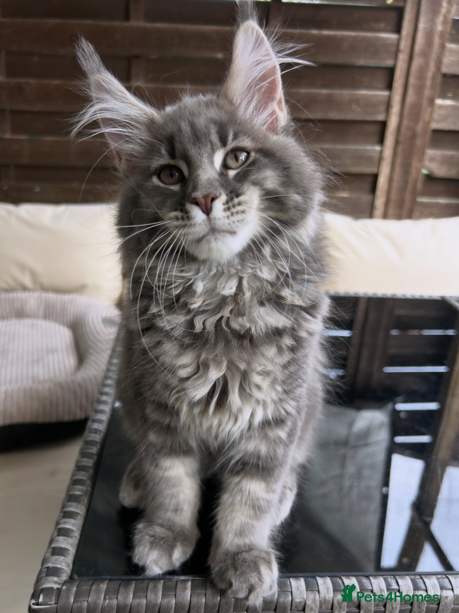 Maine Coon cats Massive Maine Coon Kittens TICA Registered - Advert 1