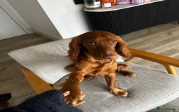Cocker Spaniel dogs for stud: STUD - Working Cocker Spaniel - Image 15