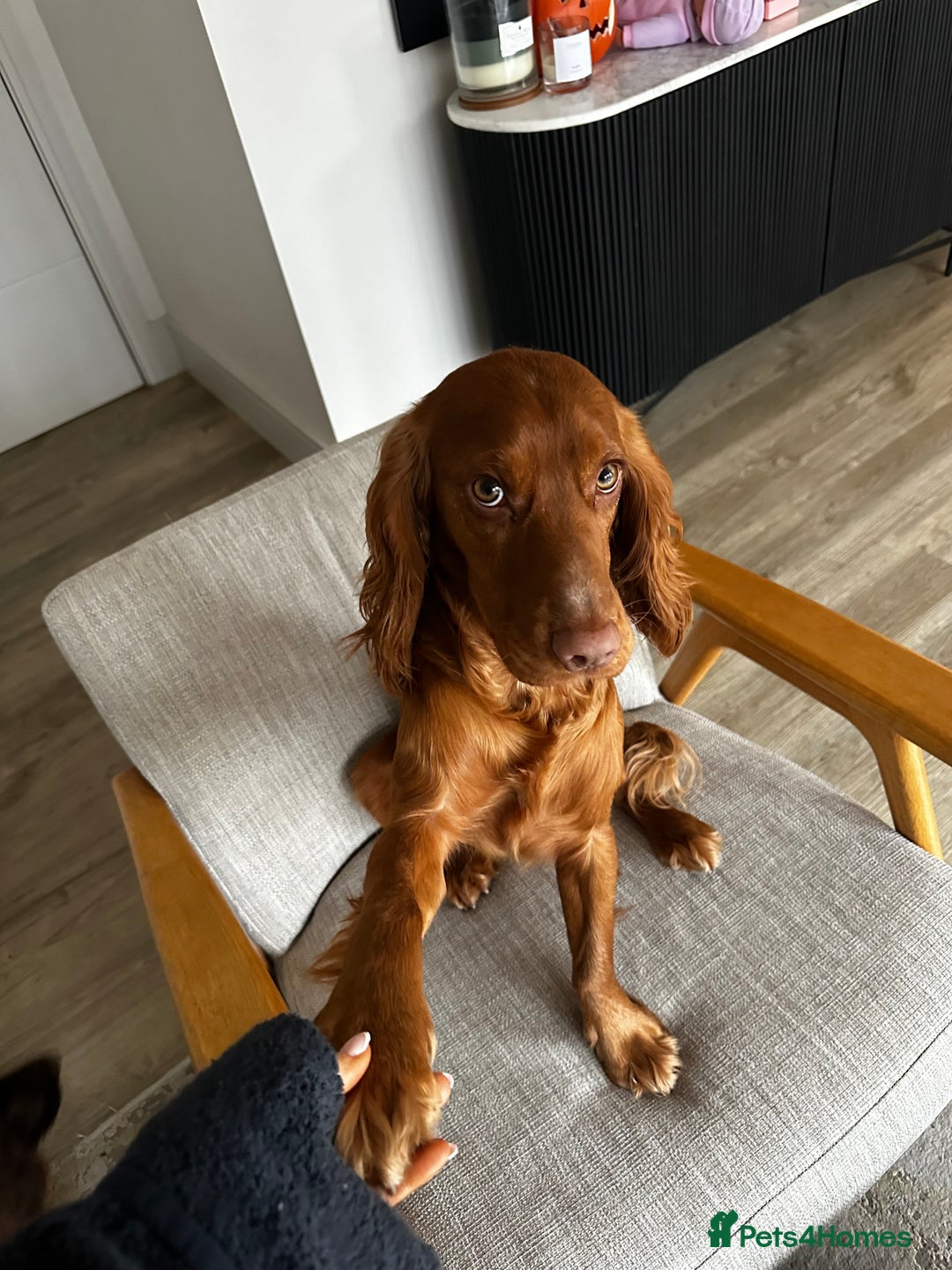 Cocker Spaniel dogs for stud: STUD - Working Cocker Spaniel - Image 15