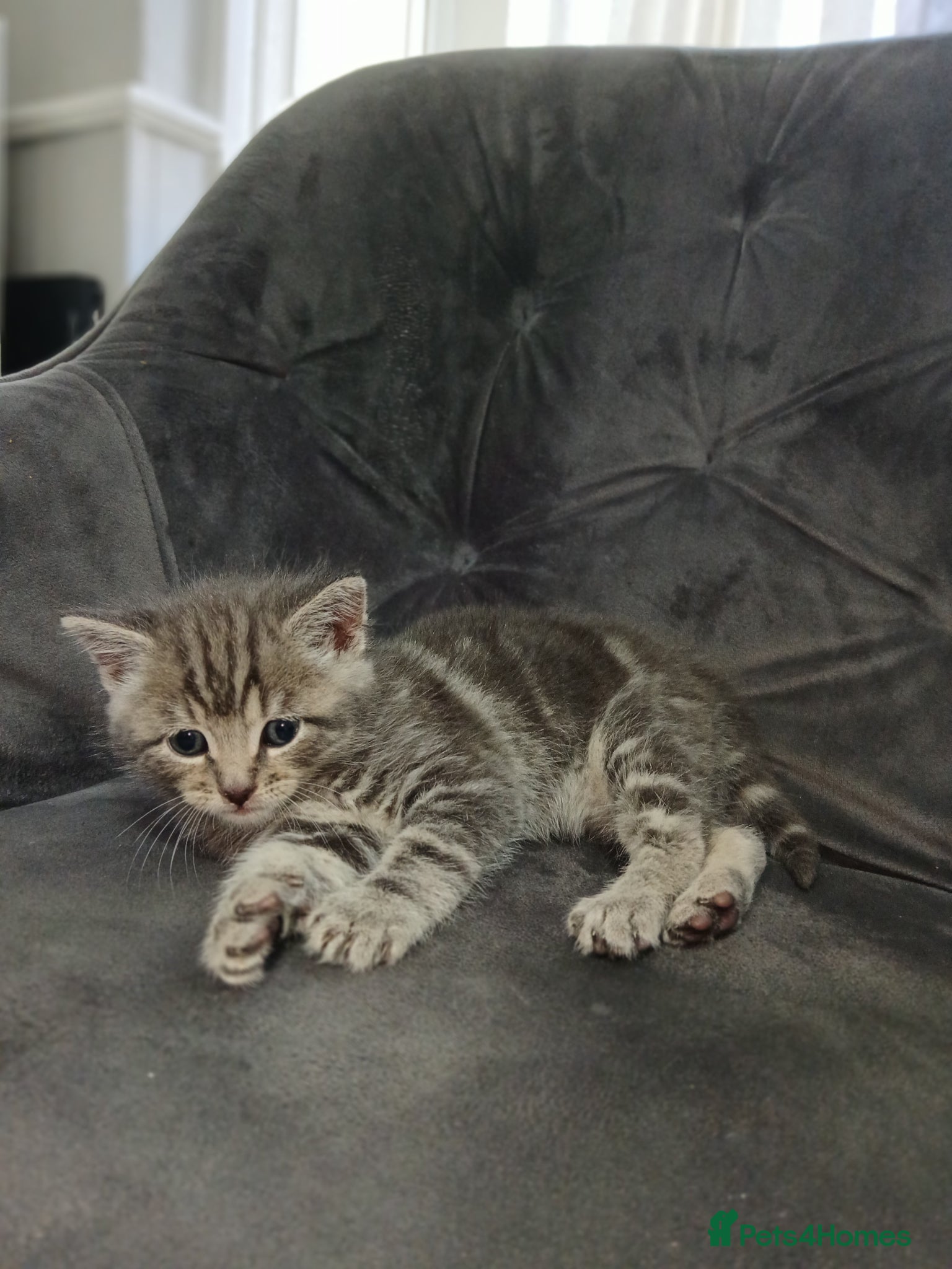 Mixed Breed cats Grey tabby kitten - Advert 1