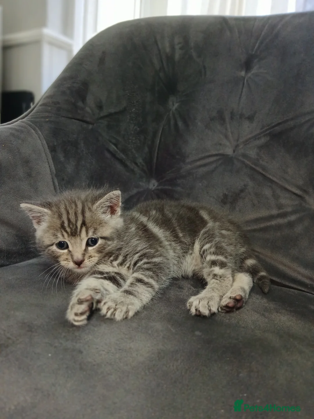 Mixed Breed cats for sale: Grey tabby kitten - Advert 1