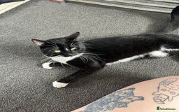 Mixed Breed cats for sale: Male, black and white, cat - Image 5
