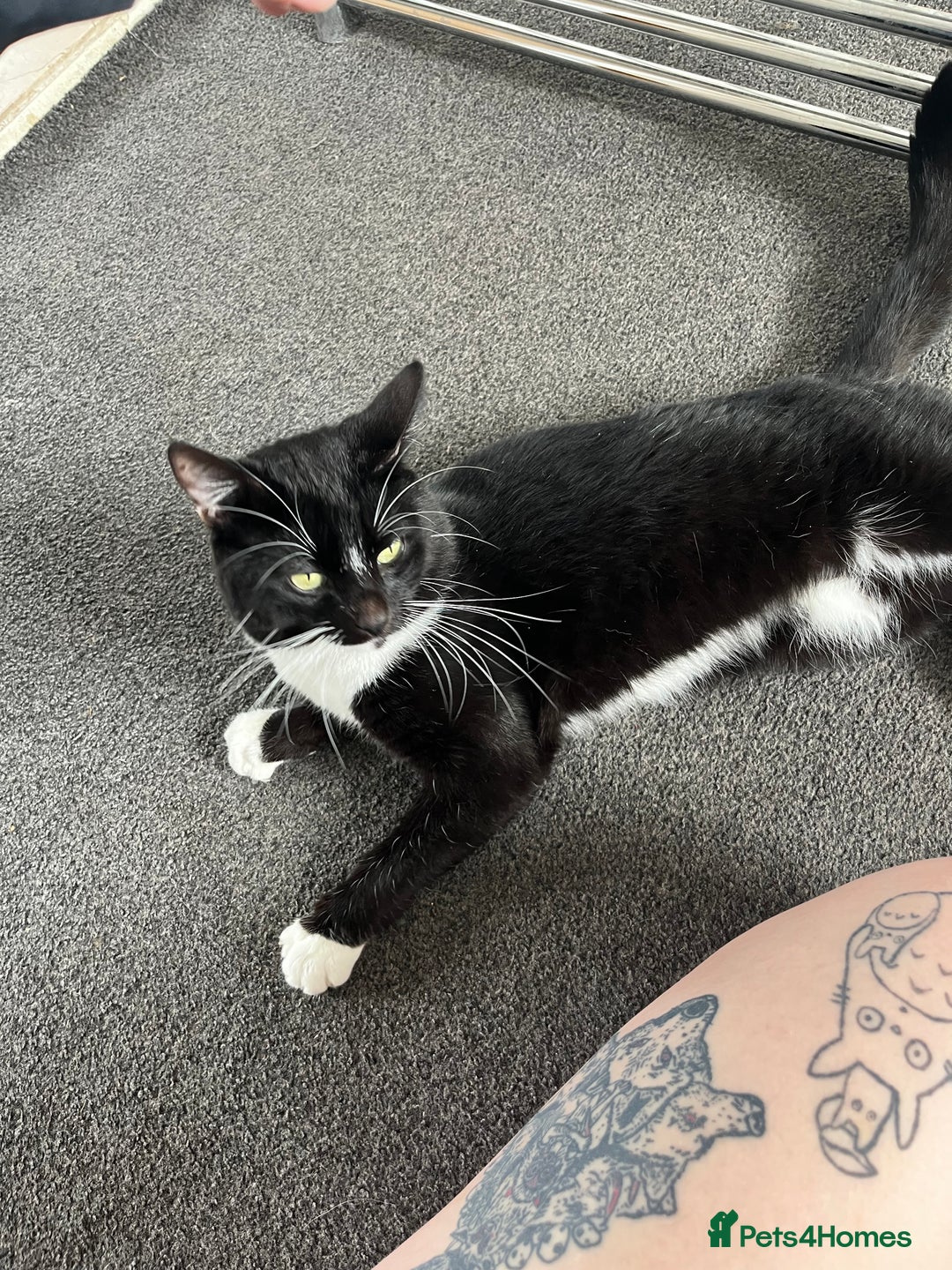 Mixed Breed cats for sale: Male, black and white, cat - Image 5